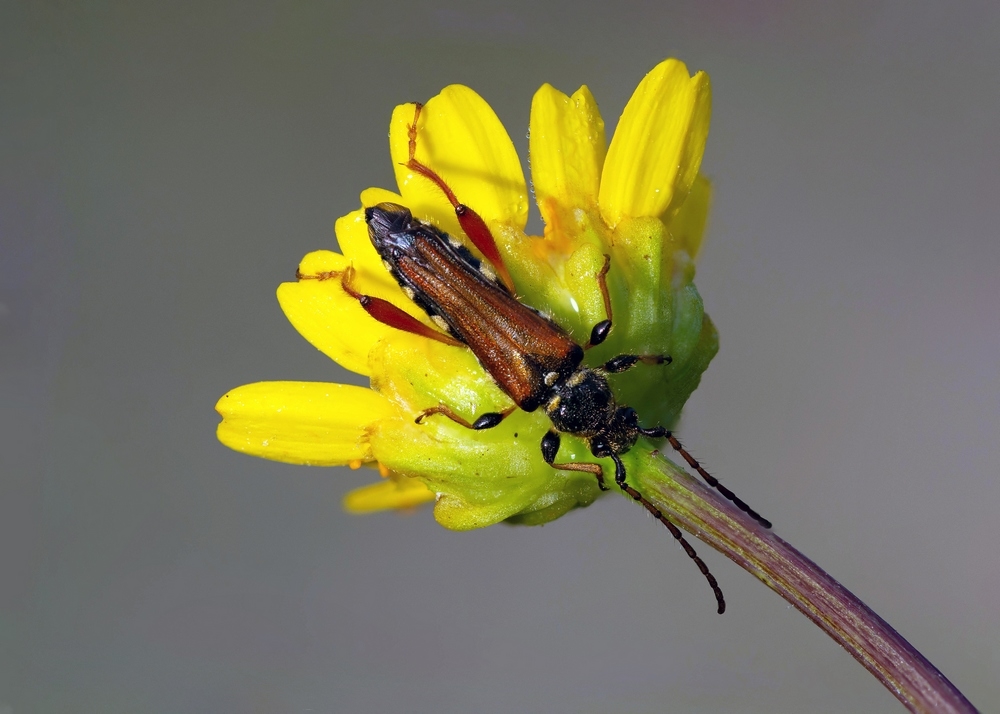 320432701_StenopterusrufusStack13imagesDSC_18241836.jpg.9e24358c9f5ee6bd53f3fc2176a5a831.jpg