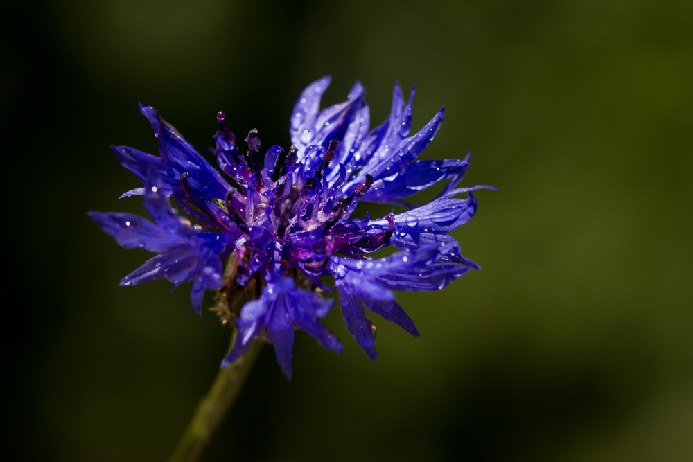 322837202_2020bleuet.jpg.a551d3beb45b6d8d408959ab013d110c.jpg