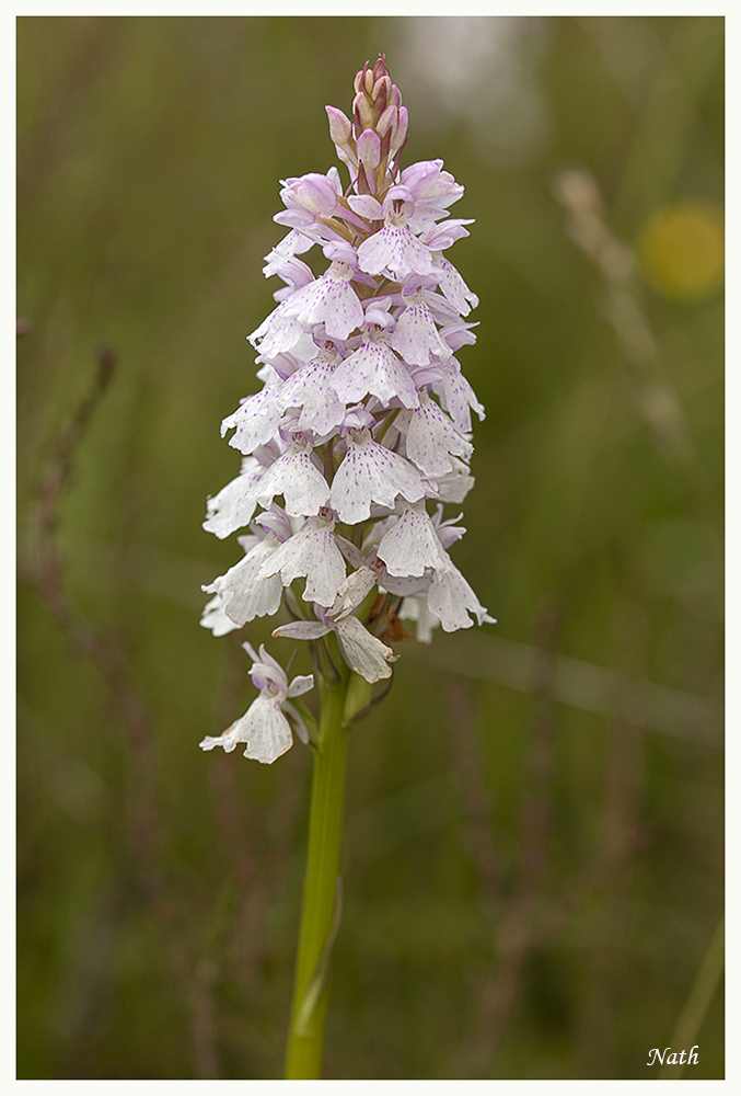 389130264_Orchidesauvage.JPG.2139efbe2fcbaab8ba982c8891b7a92b.JPG