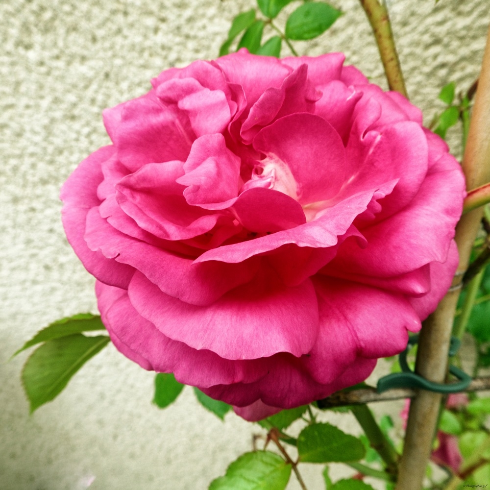 448684579_IMG_4971_Nik_DxO.jpg.c4c4840daedfd2d0ea46484d0fe9ca83.jpg