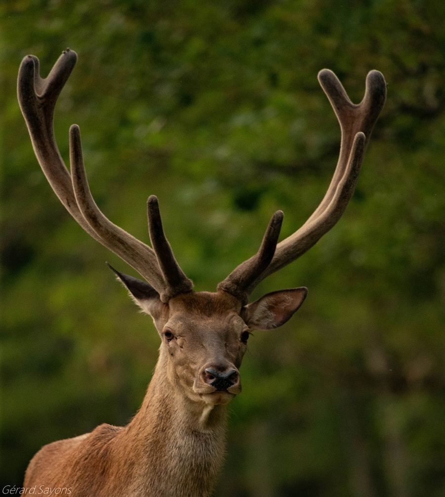 AV4R0943 - Copie.jpg