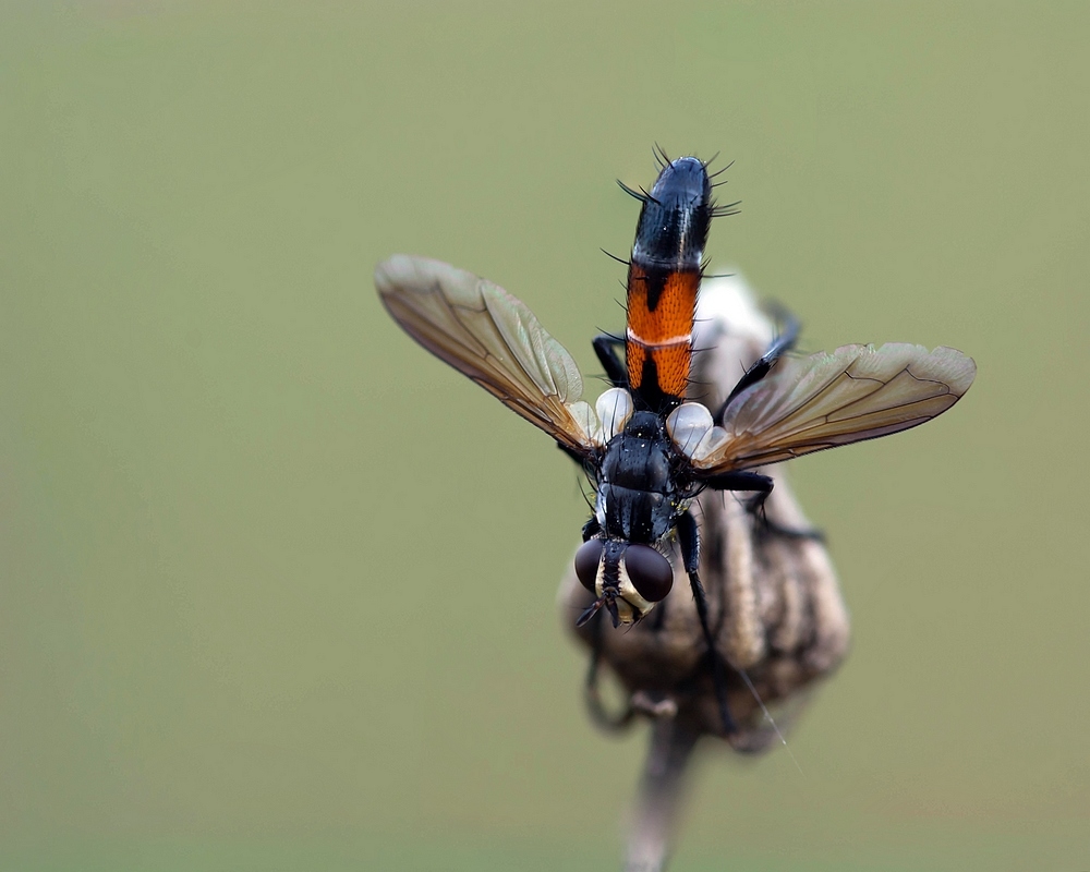 859215272_CylindromyiapilipesStack11imagesDSC_16841694.jpg.366326e51b1a8fc94c490e5405e0cf1b.jpg