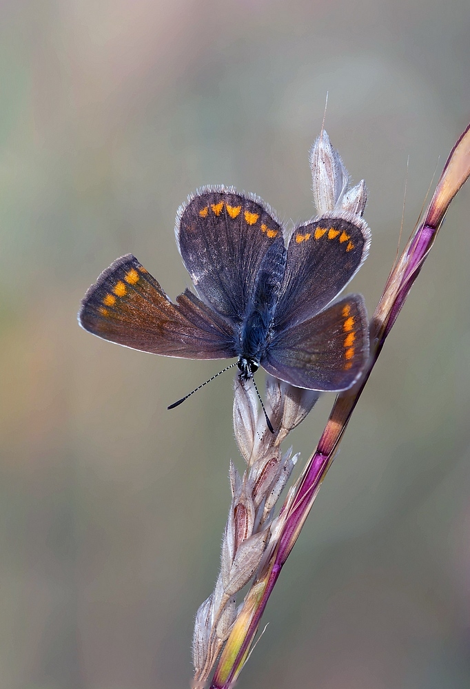 982605458_Collier-de-corailstackde14imagesDSC_18841897.jpg.fcf67bf29b258e5ee65f38fd9f0dee6f.jpg
