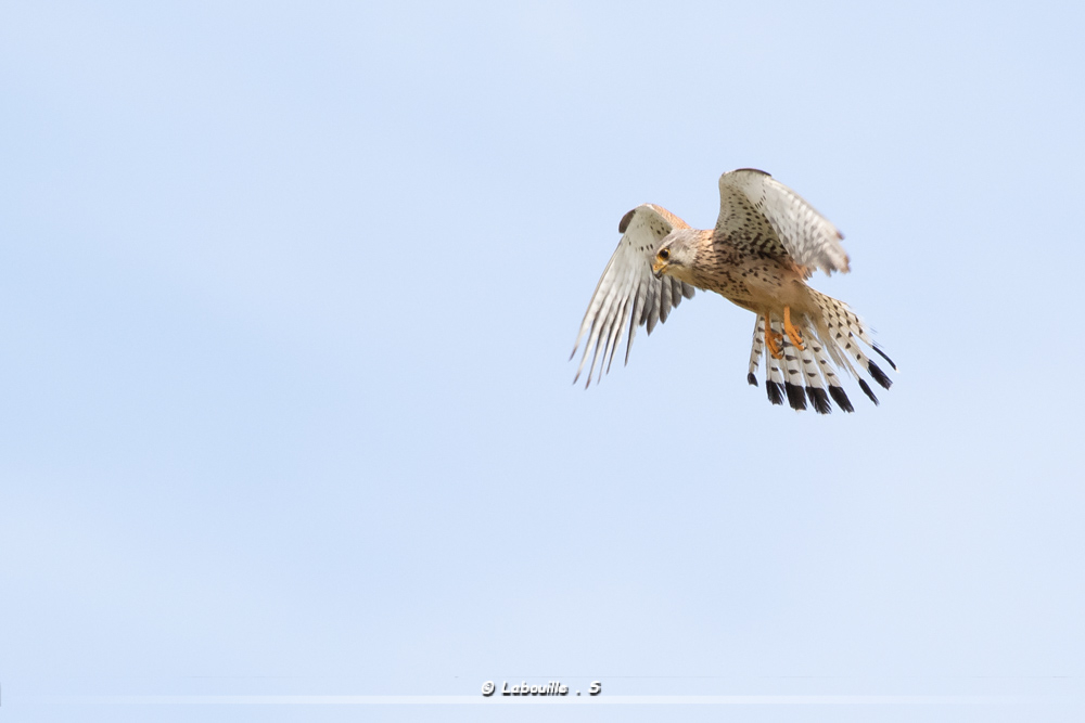 FlickR-2253.jpg.6ac8501581a966e00c5032f4eab4c4e7.jpg