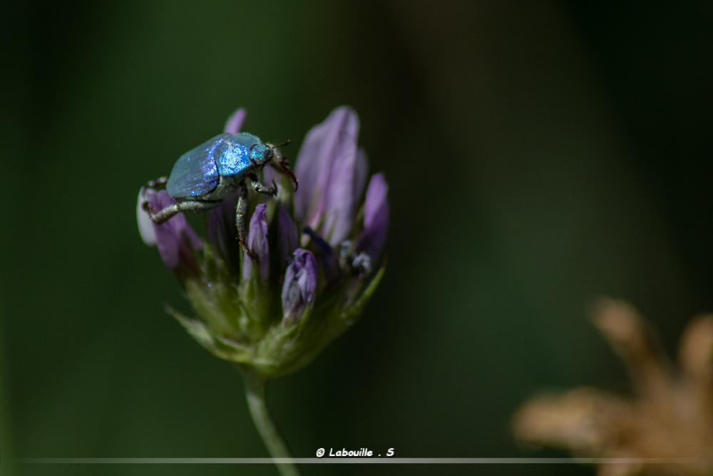 FlickR-2339.jpg.767b4eba895f511f06cb8504b0bdb18a.jpg
