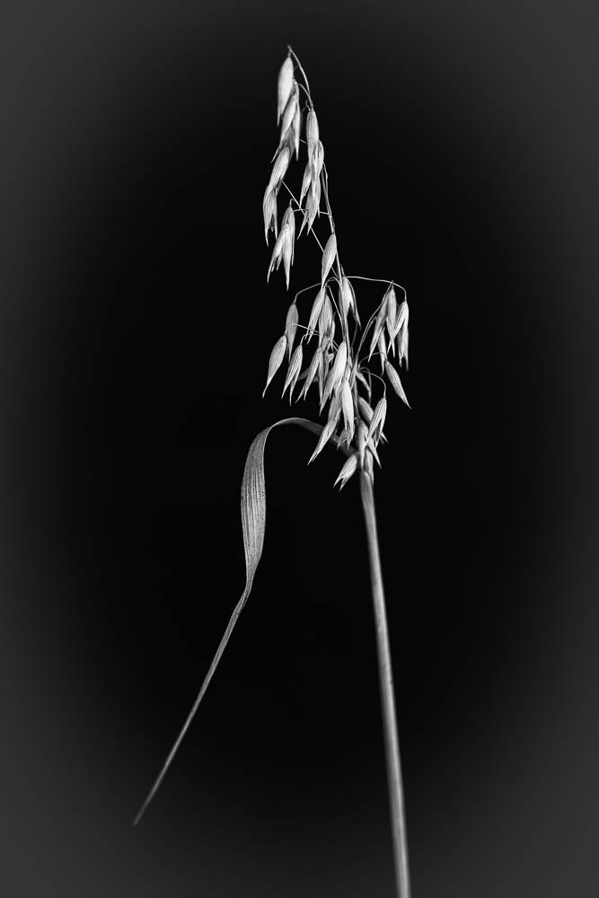 _HIL7345-Modifier.jpg.1a0f30837c64ab5425587e514d60f785.jpg