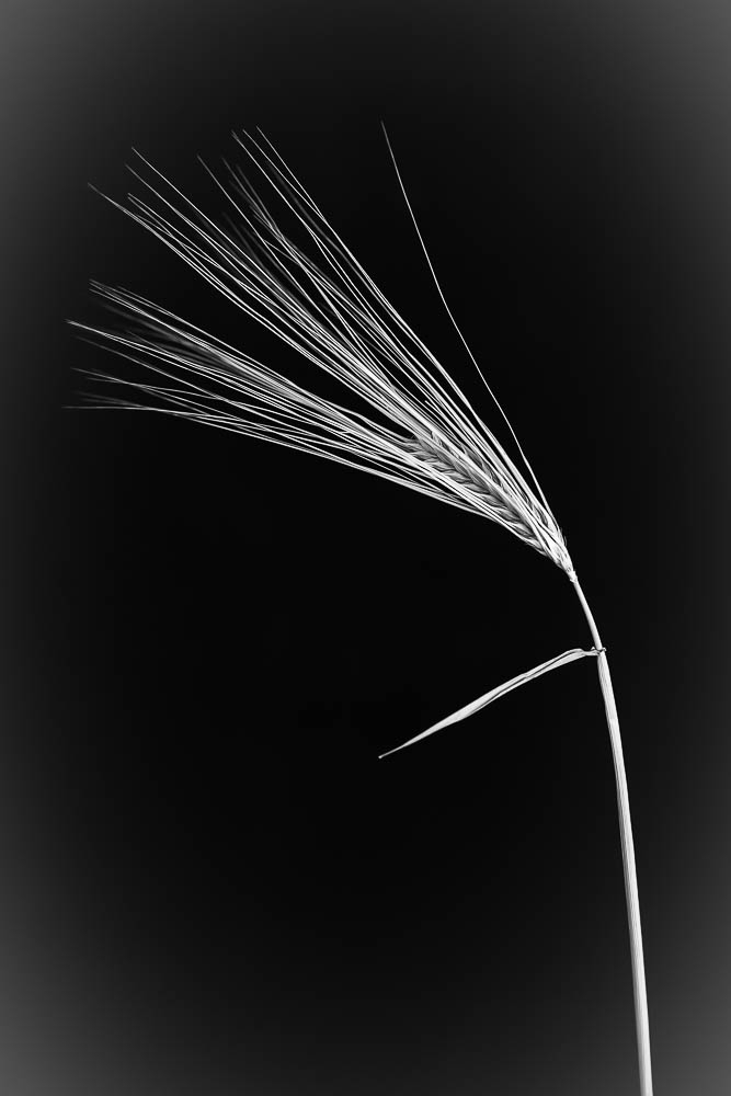 _HIL7347-Modifier.jpg.14310c398811203843fc1ea51ebbe033.jpg