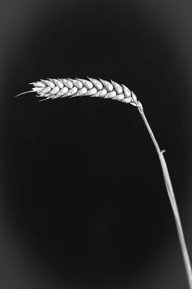 _HIL7350-Modifier.jpg.01362a9b62d7e2677a09c015f04fa91c.jpg