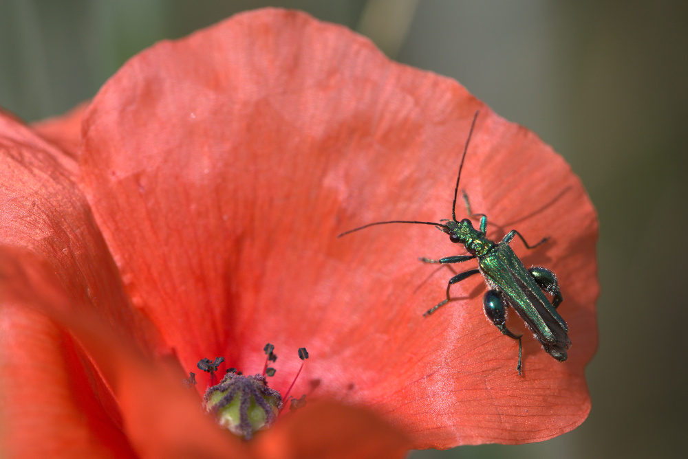 bestiole8949.jpg.c2aa710f1f2728cad387a77adf244919.jpg