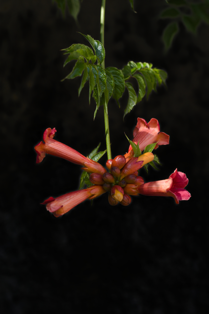 bignonia5767.jpg.6fc65c9e64adece4c68d29cf7706ba17.jpg