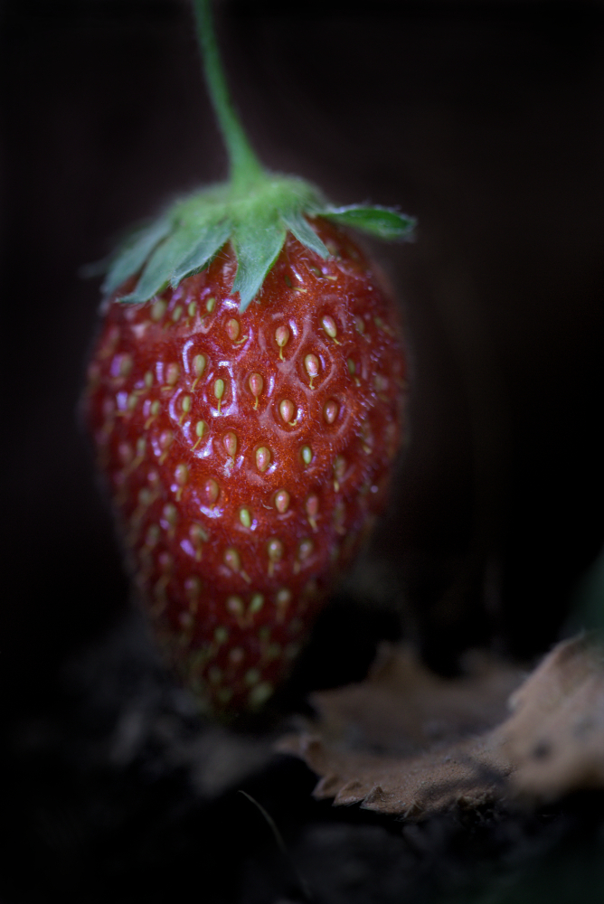 fraise8734M5.jpg.c83dd2e9d9951e4f4b32c75d3aa0d5f6.jpg