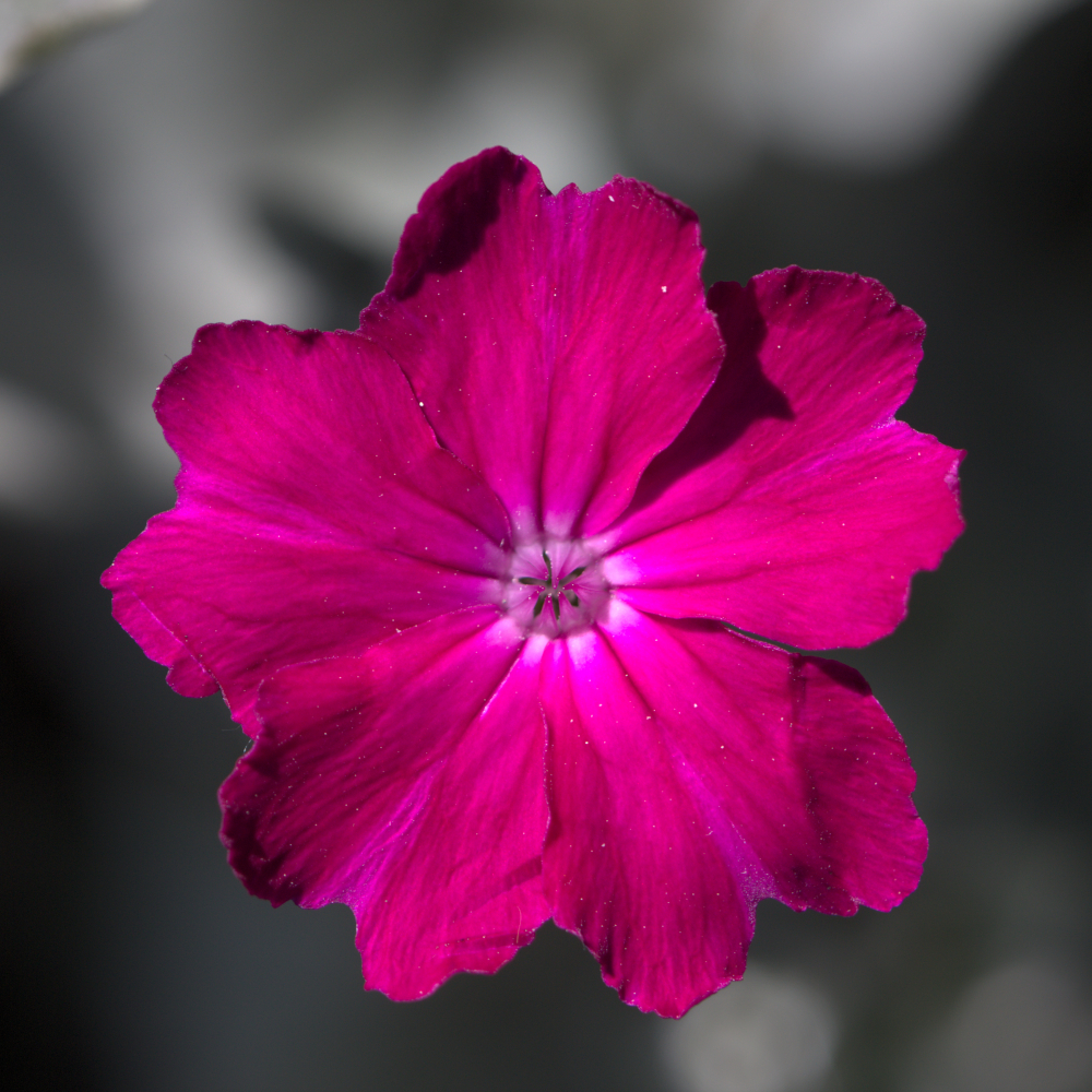 lychnis5391.jpg.75b63a13a7ae4a0032181f84c53b282b.jpg