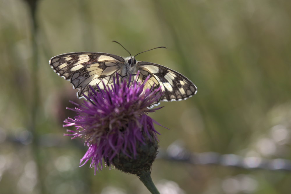 papillon9120V2.jpg.07bbd5dcdd8dd7353b712fe4e8262656.jpg