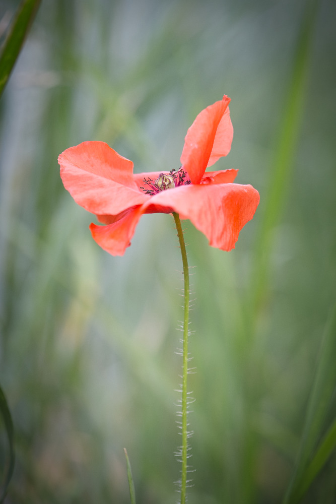 poppy8865.jpg.99a2fddc88e141159fcf44a7af7ab73c.jpg