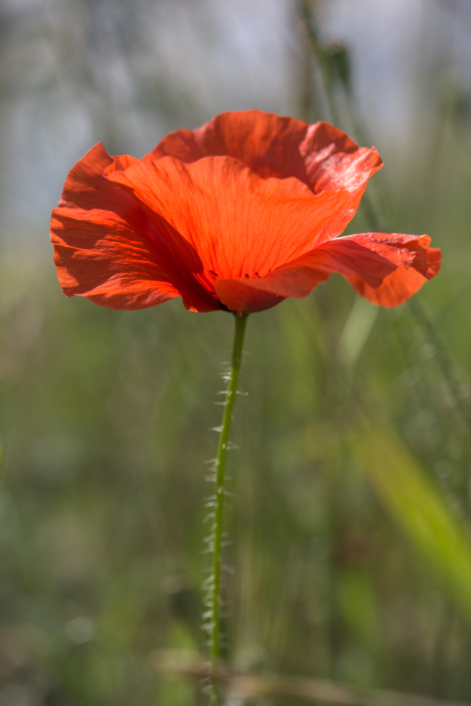 poppy8952.jpg.a69e328a5e0c1a5f18c44f81089db935.jpg
