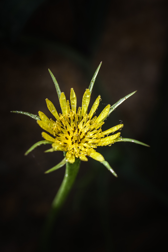 1072487028_2020jaune.jpg.645d68113c52e37a39459be1087b4423.jpg