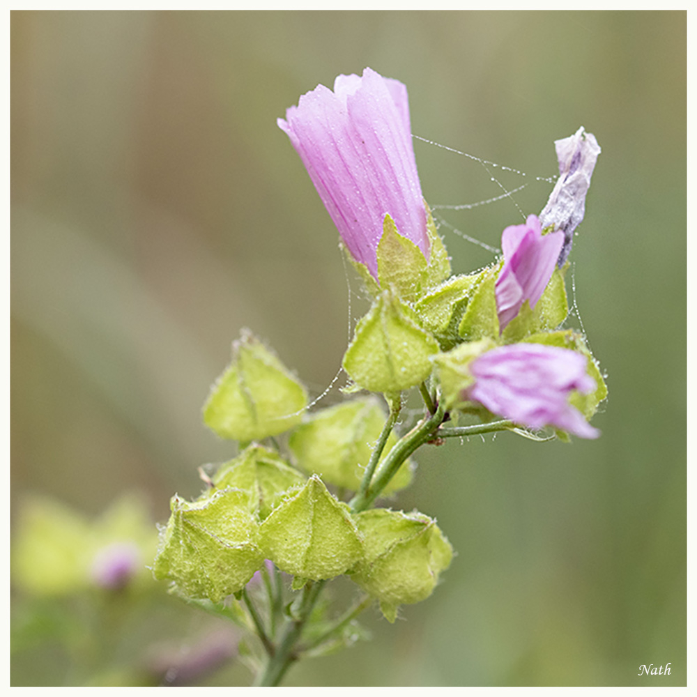 1529948772_Petitesfleurssauvages.JPG.b202104b55549e48e868f92cec5a237f.JPG