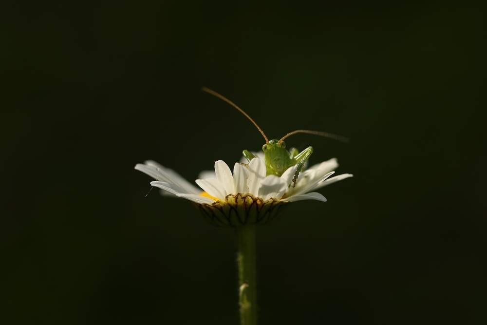 2G6A5144.JPG.f46c3eab5139fc747035a59742c7d483.JPG