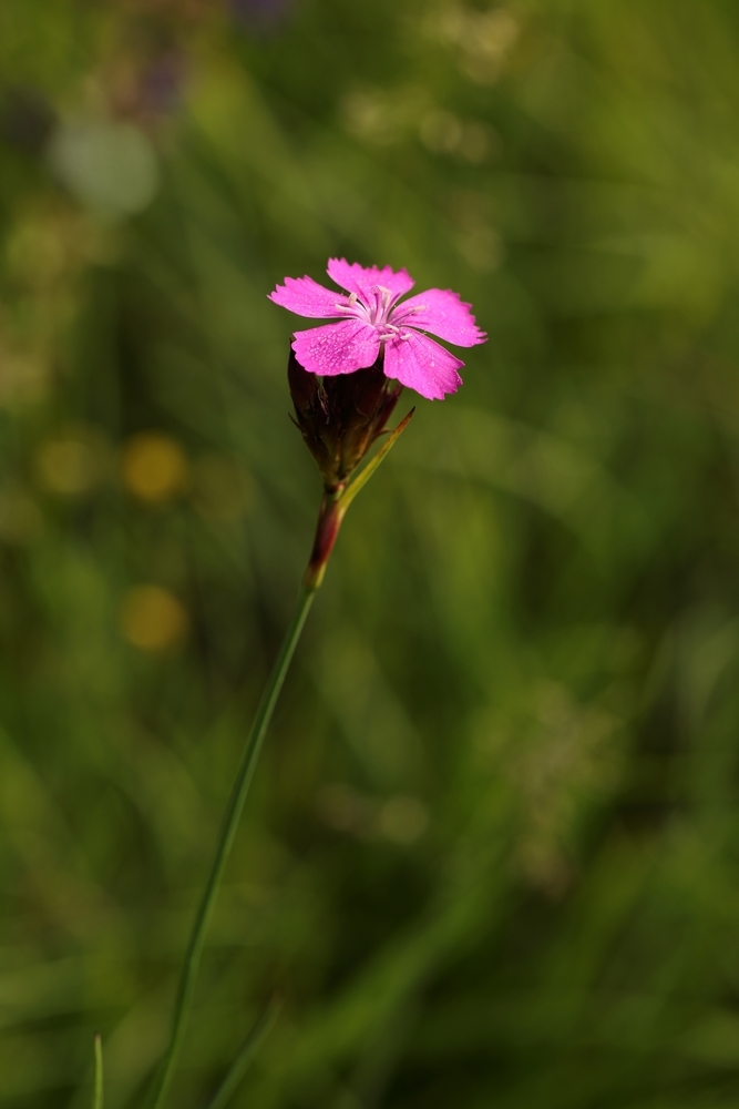 2G6A5158.JPG.40946e5fe9bdcb7f98a9c0f1f49c3021.JPG