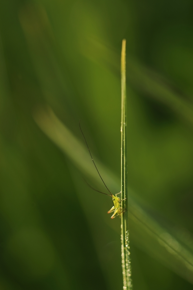 2G6A5246.JPG.36745e4b13547b47c72bbfa94ff67daf.JPG