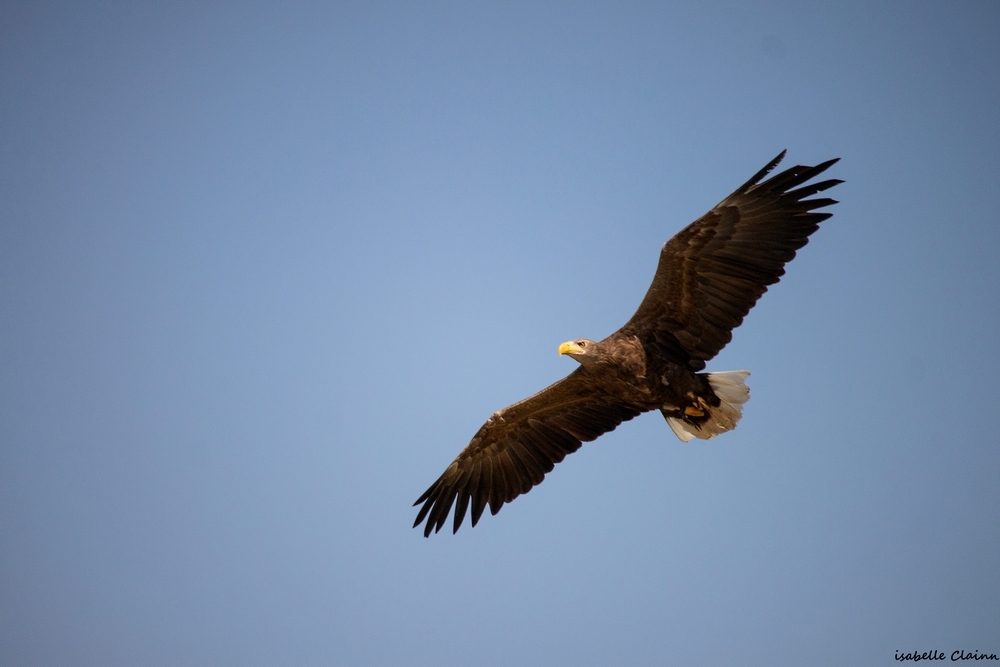 Beauval 4fp.jpg
