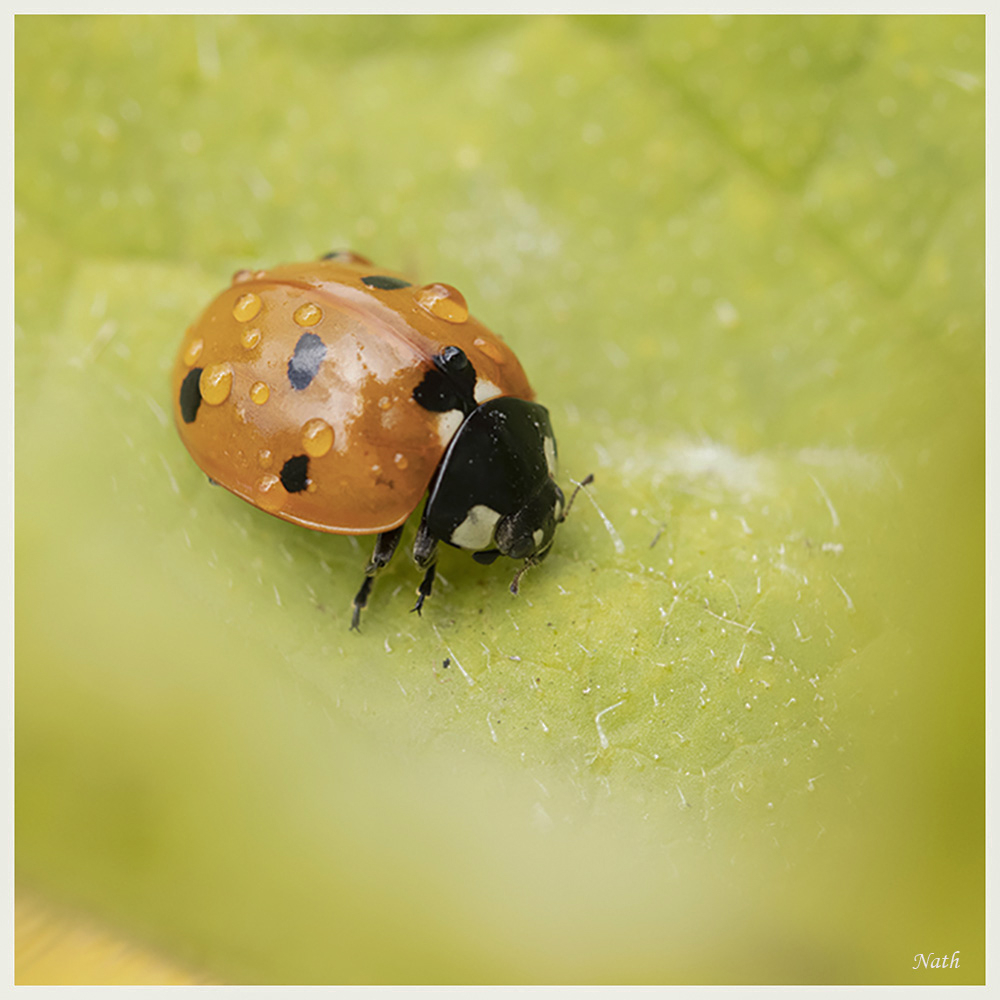 Coccinelle_2.JPG.69c30fc400f5933c60c55f550d7cb01e.JPG