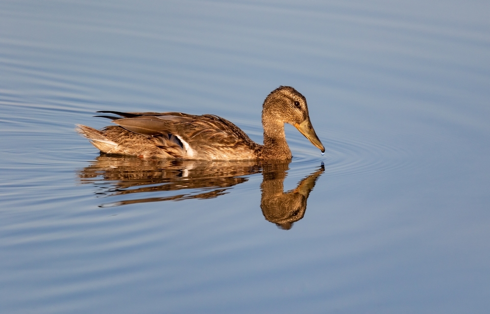 Colvert.jpg