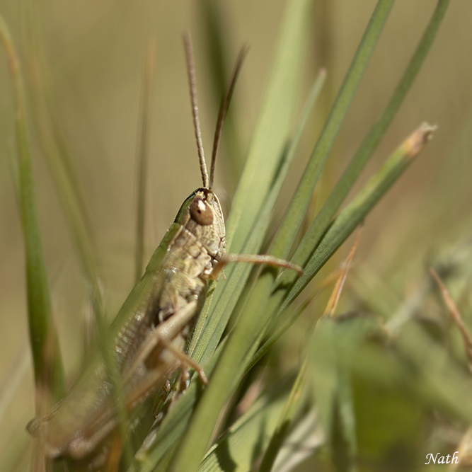 Criquet.JPG.b829ce33ace0ce31ec6c8cf08ce2a2a8.JPG