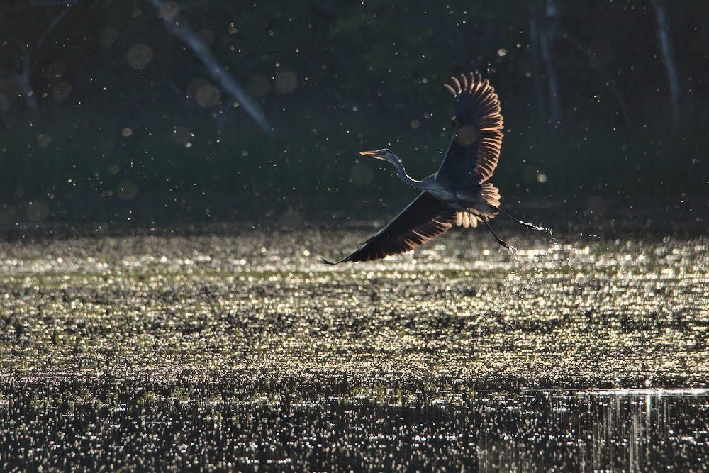 FL6A1528.jpg.32f6a795420980dcee0bbce4897f8dce.jpg