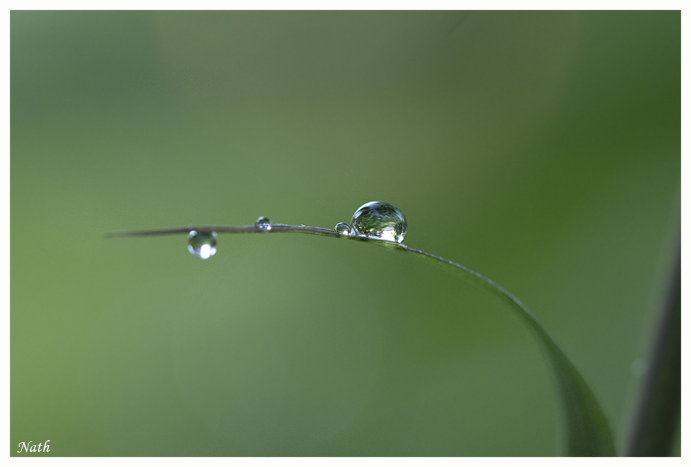 Goutte.JPG.37226f0d40bf10443ca052132da18e94.JPG