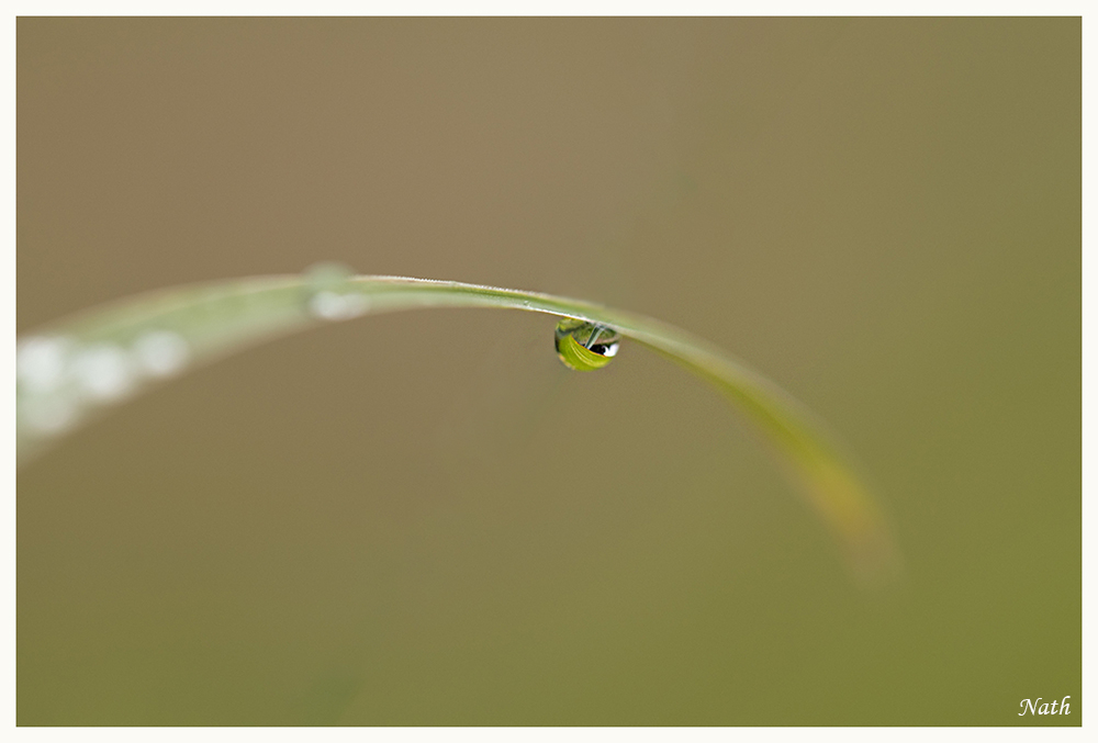 Goutte.JPG.eef8c24bd155907541baceab6f7eaf8c.JPG