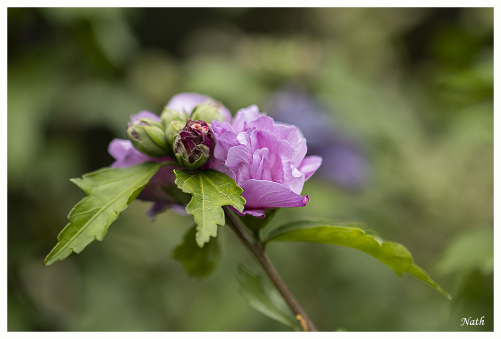 Hibiscus_1.JPG.810feb47a5fb5f9300c40deab482fe3d.JPG