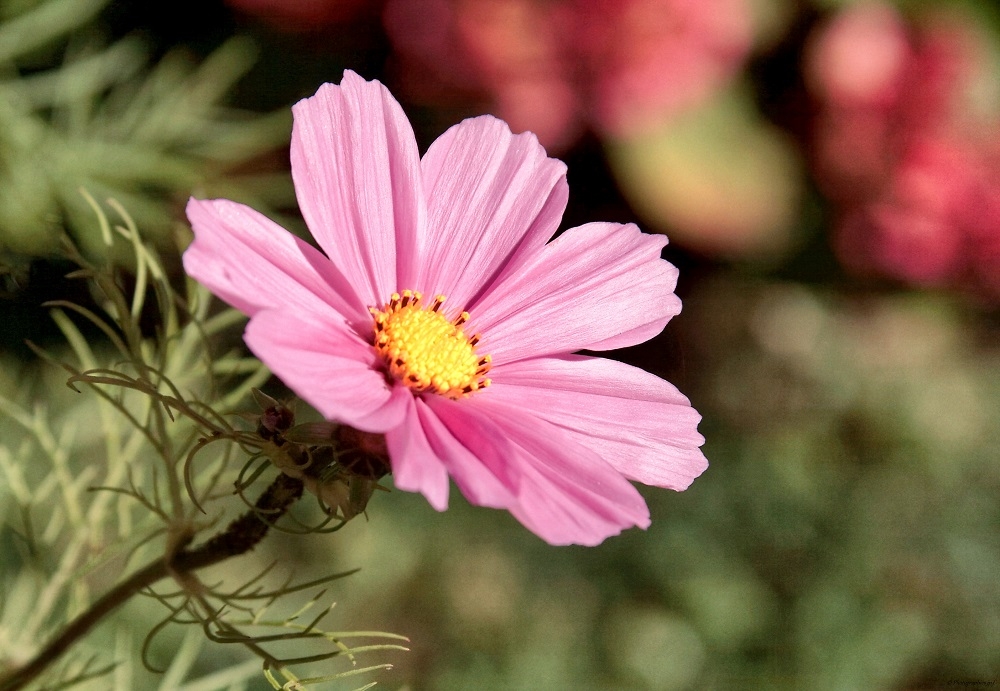 IMG_6619_DxO_Nik.jpg.3247f4d66768a1977146b9c9ac5b692f.jpg