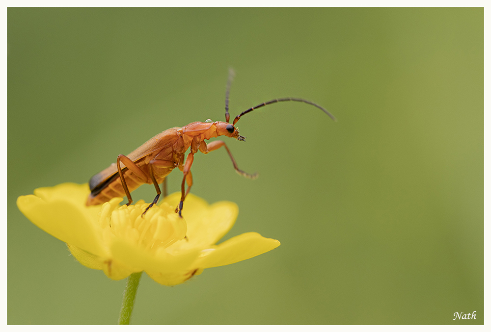 Insecte_2.JPG.32ec9e0f2e235f30b453eb9901953cbd.JPG
