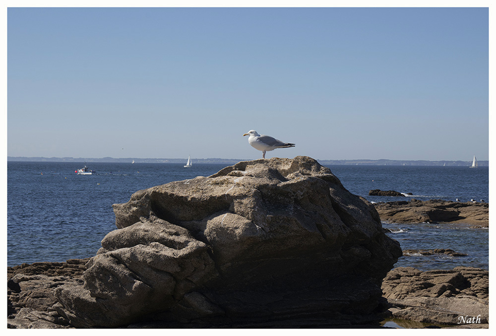 Mouette_5.JPG.2384b773ec378b26f62f5892991f5e78.JPG