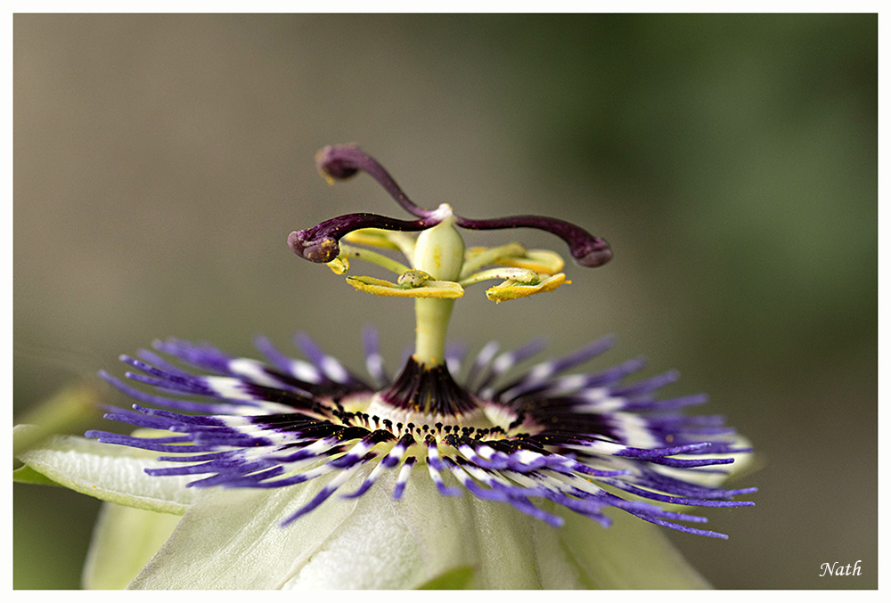 Passiflore_2.JPG.463312970b27f7114617fff5029ba7e4.JPG