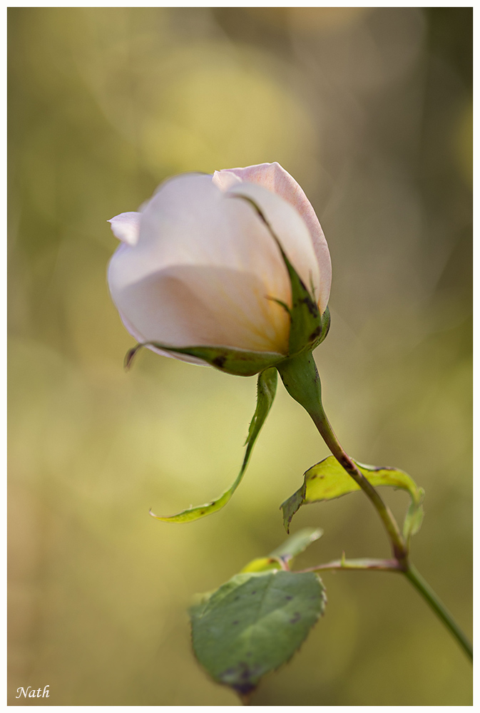 Rose_1.JPG.e8970a00e13a5ec07f6668a68c9b8740.JPG