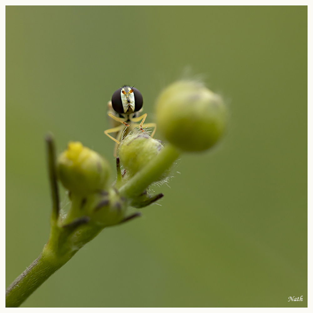 Syrphe_7.JPG.a6cfb266ac69e5656ba5403f8365bec7.JPG