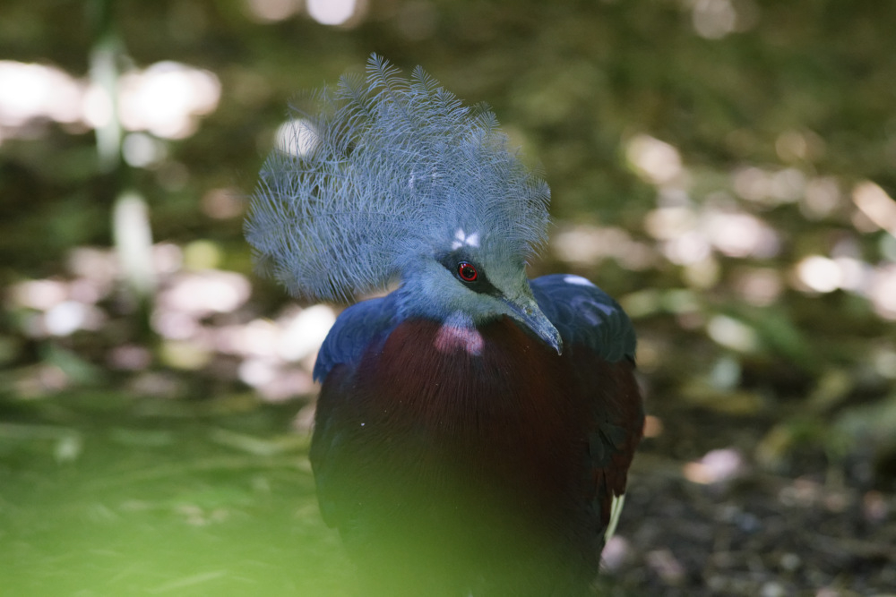 _DSC3368_DxO.jpg.a301b810ef975fd45b322295f93a4020.jpg
