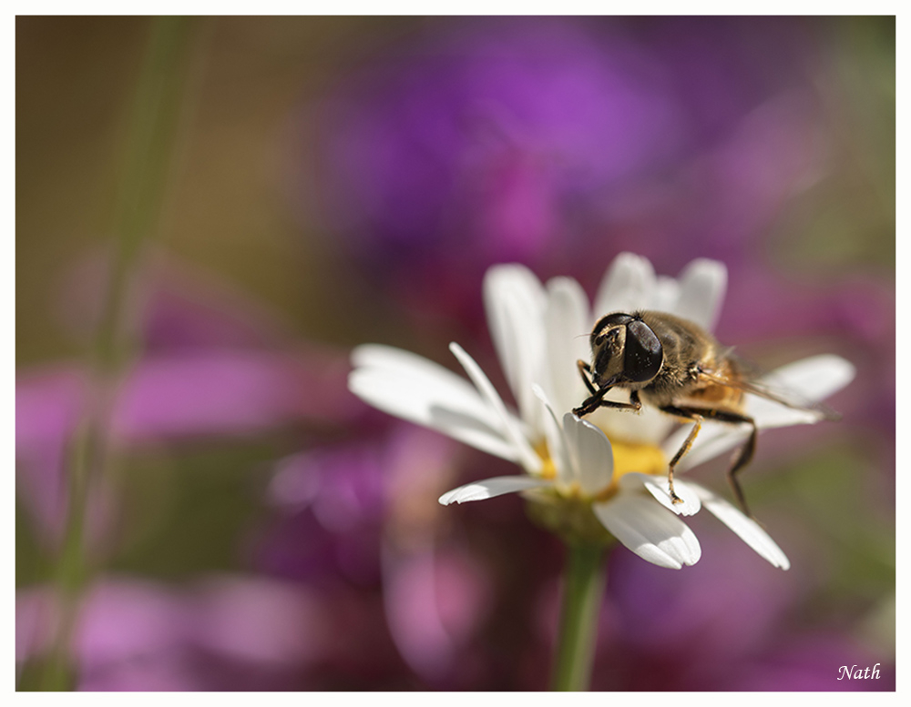 insecte.JPG.a5f7a36413a060d4e5665b764e16011f.JPG