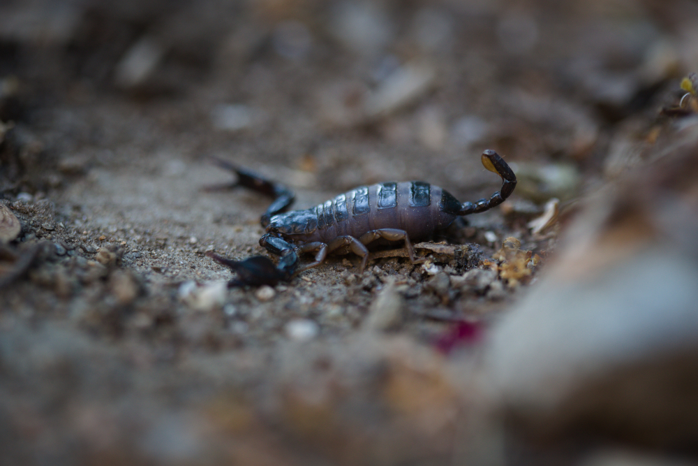 scorpion0427.jpg.35285bfd4c2492c13cd64fdb0cd488dc.jpg