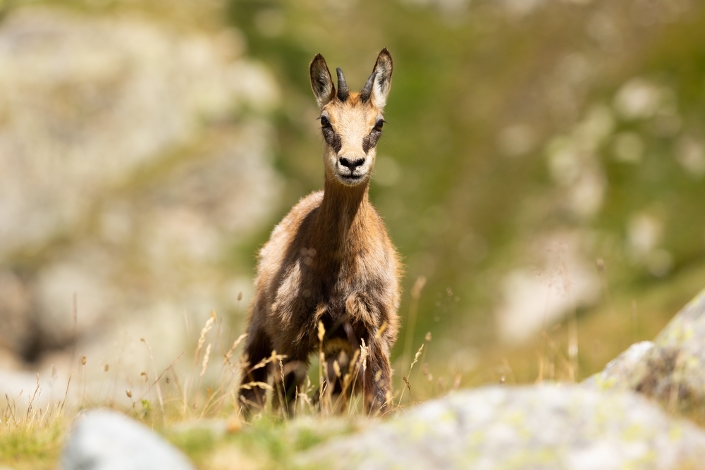 Chamois 2.jpg