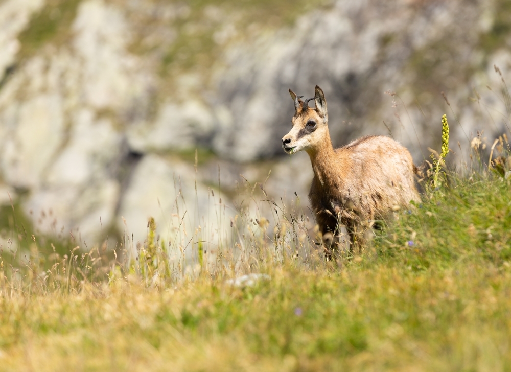 Chamois 1.jpg