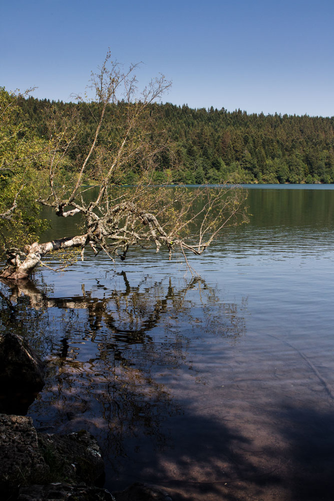 127227533_2020lelacdubouchet.jpg.66d0c8e418a7f8c372bb3eb1638678d0.jpg