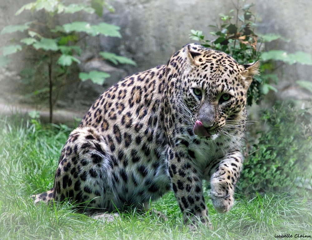 Beauval 9fp.jpg
