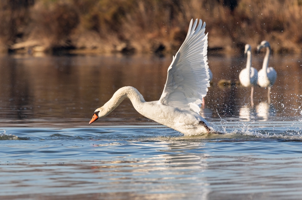 Cygne 4.jpg