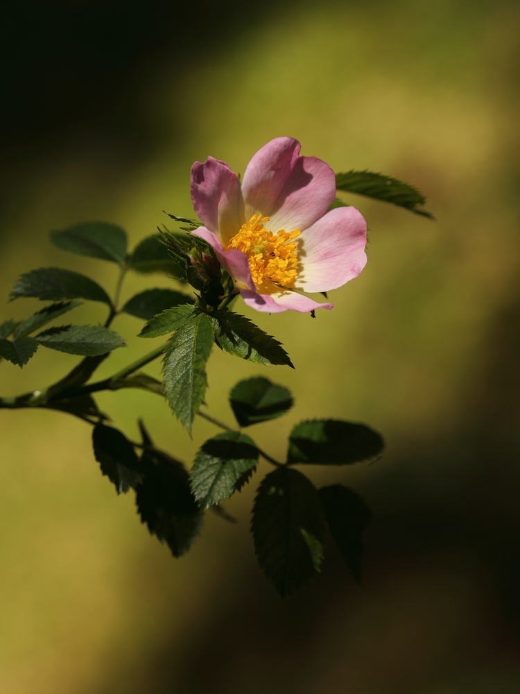 2G6A5637.JPG.27849a2fe6d45ff46ce16faea6633a1f.JPG