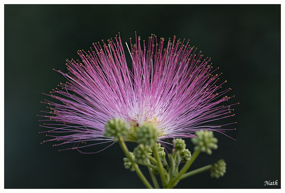 Albizia_2.jpg.95b5177c9b6b4197ed4d90dc68cd9eae.jpg