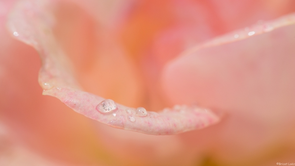 DSC_1480.JPG.b4fcf762e5ad0c067ccaf4d4e72b8a61.JPG