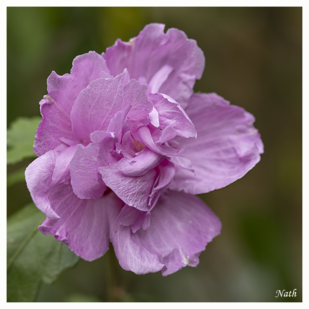 Hibiscus_1.jpg.f47bb3ce32090b0a880e90f5a74e31fb.jpg